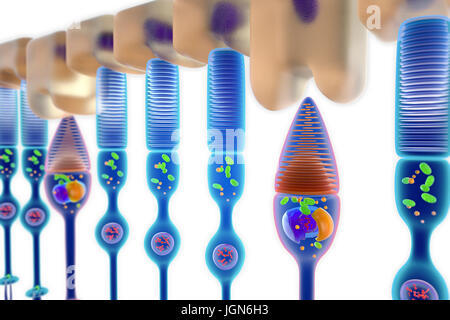 Illustrazione di asta (rosso) e il cono (blu) cellule fotorecettrici nella retina umana. Le aste sono sensibili a monocromatico e a bassi livelli di luminosità, mentre i coni in grado di rilevare il colore Foto Stock