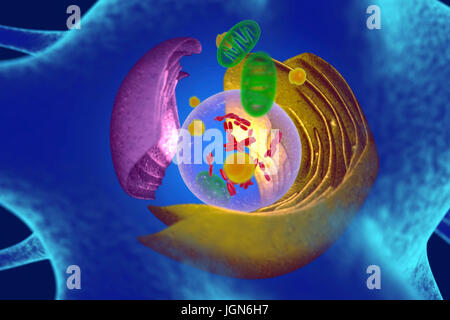 Illustrazione di organelli in una cellula animale. Al centro è il nucleo (trasparente), che contiene i cromosomi (rosso) che trattengono la cellula di informazioni genetiche. Il reticolo endoplasmatico (ER, rosa) è il sito di sintesi lipidica e la produzione di le proteine legate alla membrana. Il corpo del Golgi (giallo) modifica pacchetti e proteine. Mitocondri (verdi) fornire la cella con energia. Foto Stock