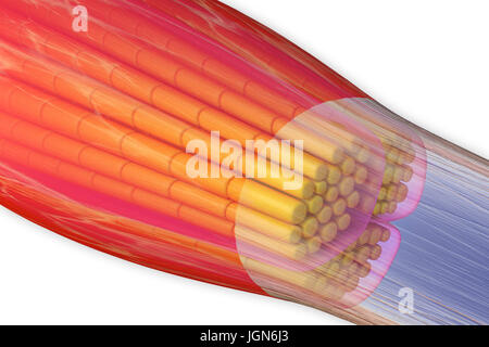 Il muscolo scheletrico, illustrazione. Il muscolo è circondato da epimysium tessuto connettivo (trasparente), che forma il tendine che si attacca il muscolo di osso. Fasci di fibre muscolari (giallo) sono circondati da perimysium tessuto connettivo (rosa). Foto Stock