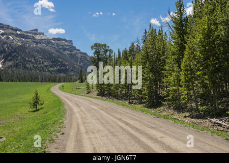 Strada sterrata conduce attraverso una montagna di prato accanto ad una lunga linea di verde di pini. Foto Stock