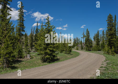 Registrazione di sporco strada conduce in foreste del wyoming deserto vicino a shoshone national park. Foto Stock