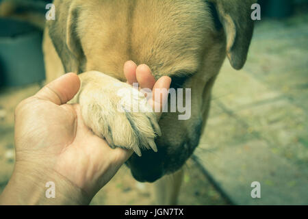 I cani di scuotimento con mano umana, amicizia tra umani e cani. Zampa del cane e la mano umana scuotimento. Foto Stock