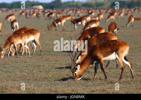 Black Lechwe Kobus smithemanni, Bangweulu zone umide, Zambia Foto Stock