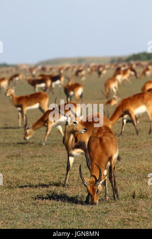 Black Lechwe Kobus smithemanni, Bangweulu zone umide, Zambia Foto Stock