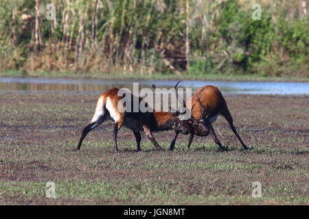 Black Lechwe Kobus smithemanni, Bangweulu zone umide, Zambia Foto Stock