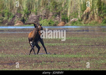 Black Lechwe Kobus smithemanni, Bangweulu zone umide, Zambia Foto Stock