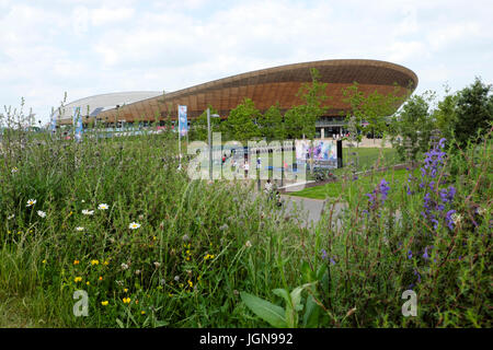 I fiori selvatici fioriscono nel mese di giugno vicino al Queen Elizabeth Olympic Park Velodrome persone in bicicletta Stratford, Newham East London Inghilterra UK KATHY DEWITT Foto Stock