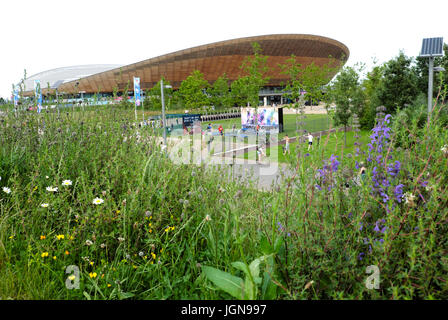 Fiori Selvatici fiorisce in giugno giardino presso la Queen Elizabeth Olympic Park cycling Velodrome Stratford, Newham Est Londra Inghilterra KATHY DEWITT Foto Stock