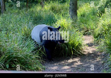 Il tapiro indiano, Port Lympne Safari Park Foto Stock