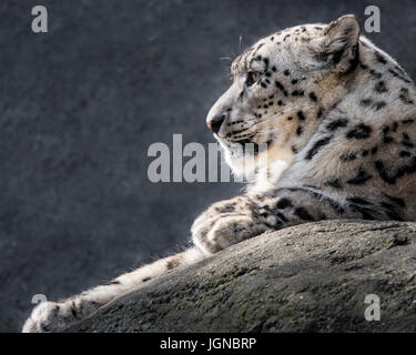 Ritratto di profilo di un Snow Leopard contro un chiazzato sfondo grigio Foto Stock