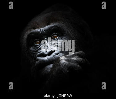 Ritratto frontale di un Western pianura gorilla nel profondo del pensiero Foto Stock