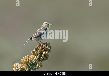 Prato - Pipit Anthus pratensis posatoi sulla Gorse-Ulex europaeus, con cibo. Regno Unito Foto Stock