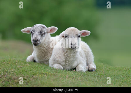 Coppia di Lambs-Ovis aries sul Yorkshire Moors, nello Yorkshire, Inghilterra, Regno Unito. Foto Stock