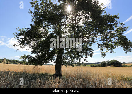 Chessington, Surrey, Regno Unito. 8 Luglio, 2017. Il sole splende attraverso le foglie di un albero di quercia in campi di grano vicino a Chessington nel Surrey. Credito: Julia Gavin UK/Alamy Live News Foto Stock