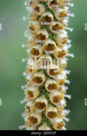 Digitalis ferruginea Foto Stock