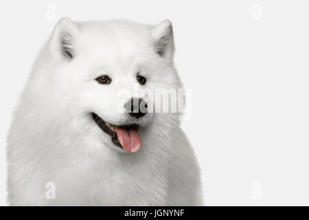 Samoiedo cane isolato su sfondo bianco Foto Stock