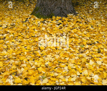 Stati Uniti d'America, Oregon, Mount Hood National Forest, caduta di foglie colorato di nero pioppi neri americani (Populus trichocarpa) massa coperchio e circondano il tronco. Foto Stock
