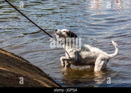 Jack Russell Terrier su un cavo che non vuole fuori dell'acqua, cane in acqua Foto Stock