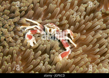 Il granchio di porcellana (Neopetrolisthes maculatus) sul mare (anemone Actiniaria), Palawan Mimaropa, lago di Sulu, Oceano Pacifico, Filippine Foto Stock