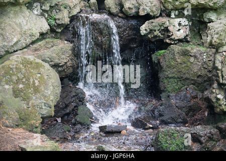 Aachen Hangerweiher oche e anatre giocando in acqua e sole e fiore il miele delle api Foto Stock