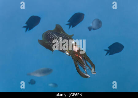 Reef Bigfin squid (Sepioteuthis lessoniana) con catturati pesci pappagallo(Scarinae) tra i bracci, alimentazione sulla preda, Palawan Foto Stock