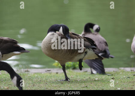 Aachen, Hangerweiher, oche e anatre giocando in acqua e sole, fiore, il miele delle api Foto Stock