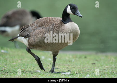 Aachen, Hangerweiher, oche e anatre giocando in acqua e sole, fiore, il miele delle api Foto Stock