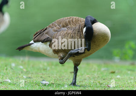 Aachen, Hangerweiher, oche e anatre giocando in acqua e sole, fiore, il miele delle api Foto Stock