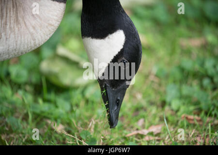 Aachen, Hangerweiher, oche e anatre giocando in acqua e sole, fiore, il miele delle api Foto Stock