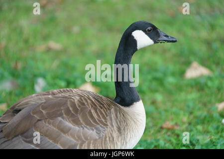 Aachen, Hangerweiher, oche e anatre giocando in acqua e sole, fiore, il miele delle api Foto Stock