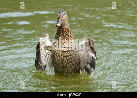 Aachen, Hangerweiher, oche e anatre giocando in acqua e sole, fiore, il miele delle api Foto Stock