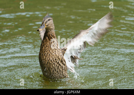 Aachen, Hangerweiher, oche e anatre giocando in acqua e sole, fiore, il miele delle api Foto Stock