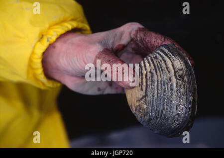 Clamming vicino Coupeville Wharf, Ebey's Landing National Historic Reserve, Washington Foto Stock