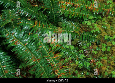 Forest Floor con la spada felce, MOSS e oxalis lungo Hall di muschi Trail e il Parco Nazionale di Olympic, Washington Foto Stock