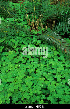 Oregon oxalis (Oxalis oregana) & spada fern (Polystichum munitum) su Sam's River Loop Trail, il Parco Nazionale di Olympic, Washington Foto Stock