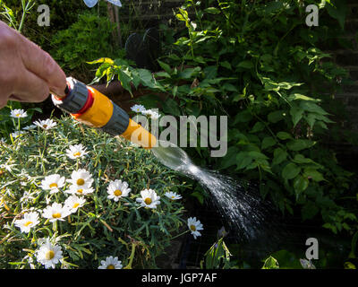 Per irrigare il giardino con un tubo flessibile da giardino in estate Foto Stock