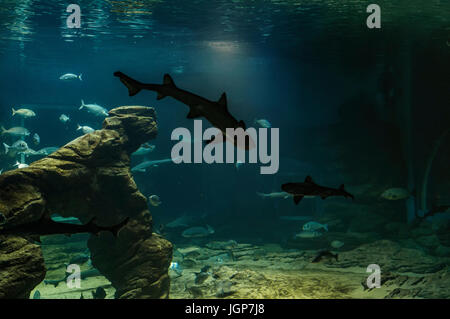 Pesce in uno dei tanti grandi vasche acquari presso la città di Santander, Cantabria, Spagna. Foto Stock
