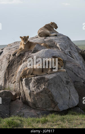 Maschio di leone e leonesse sul kopje, Serengeti National Park, Tanzania Foto Stock