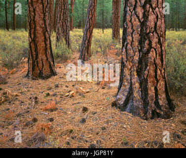 Stati Uniti d'America, Oregon, Deschutes National Forest, tronchi di coppia ponderosa pine in autunno; Metolius Valley. Foto Stock