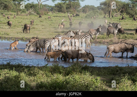 Gnu e zebra a waterhole, Tanzania Foto Stock