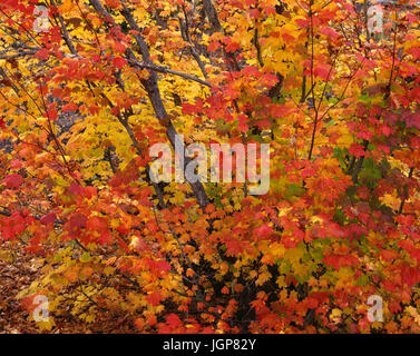 Stati Uniti d'America, Oregon, Willamette National Forest, caduta di vite colorata maple, Superiore McKenzie River Valley. Foto Stock