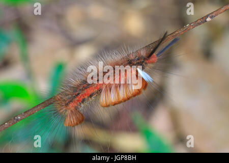 Hariry caterpillarr, close up caterpillar in foresta tropicale Foto Stock