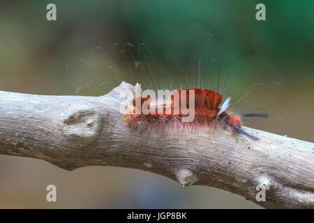 Hariry caterpillarr, close up caterpillar in foresta tropicale Foto Stock