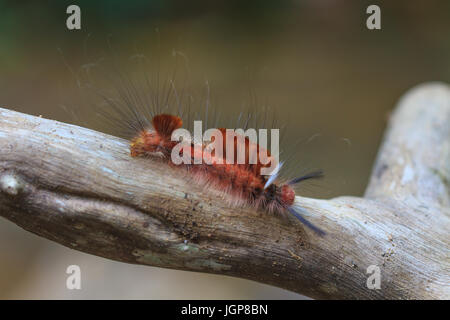 Hariry caterpillarr, close up caterpillar in foresta tropicale Foto Stock