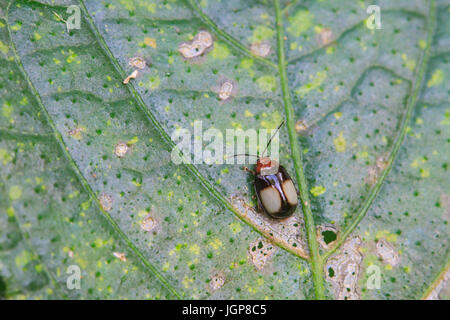 Ladybug su una foglia verde. Bug rosso sull'erba Foto Stock