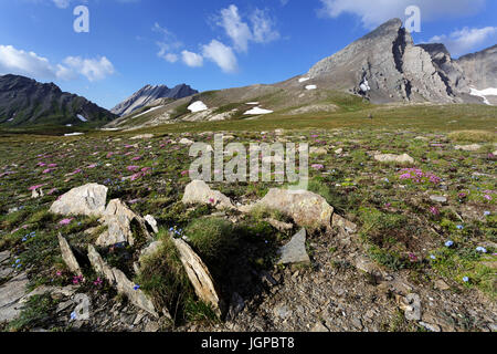 Minuscoli fiori alpini nelle Alpi francesi, con una vista sulle montagne rocciose, Hautes Alpes, Francia. Foto Stock