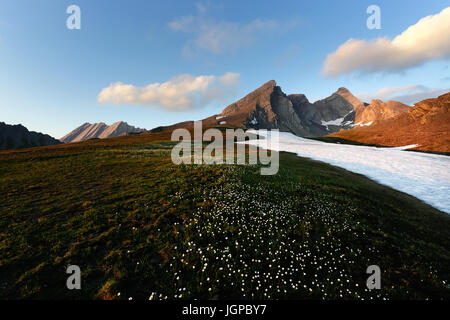 Tramonto nelle Alpi Francesi con montagne rocciose per lo sfondo e la neve e delicati fiori alpini inforeground. Hautes Alpes, Francia. Foto Stock