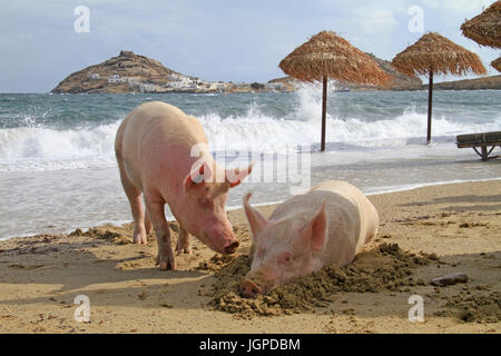 Due maiali per godersi il sole in una spiaggia a Mykonos, Grecia Foto Stock