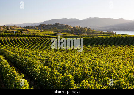 Cantina e Vigneti sul banco Naramata in Penticton, British Columbia, Canada. Foto Stock