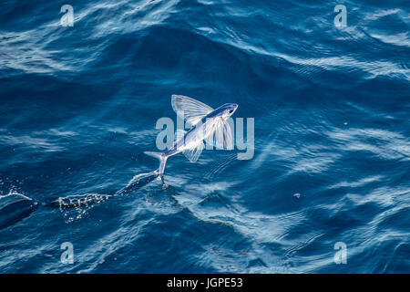 Flying Fish specie di decollo, diverse centinaia di miglia al largo delle coste della Mauritania, Africa del Nord, Nord Oceano Atlantico Foto Stock